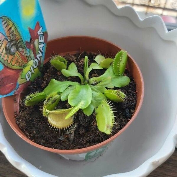 Dionaea muscipula Cvet