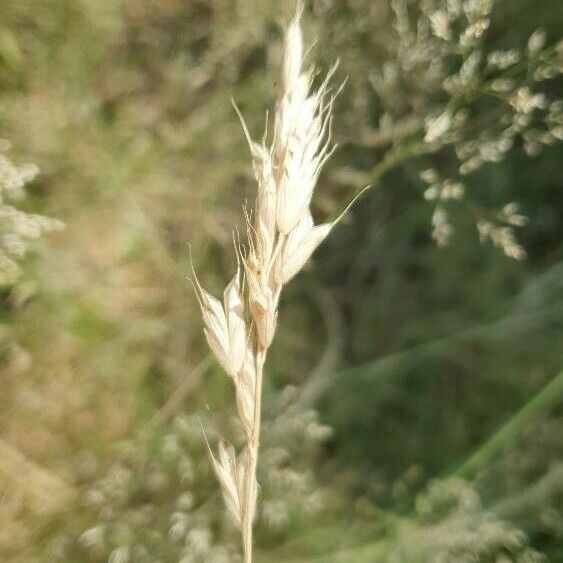 Bromus secalinus Fruto