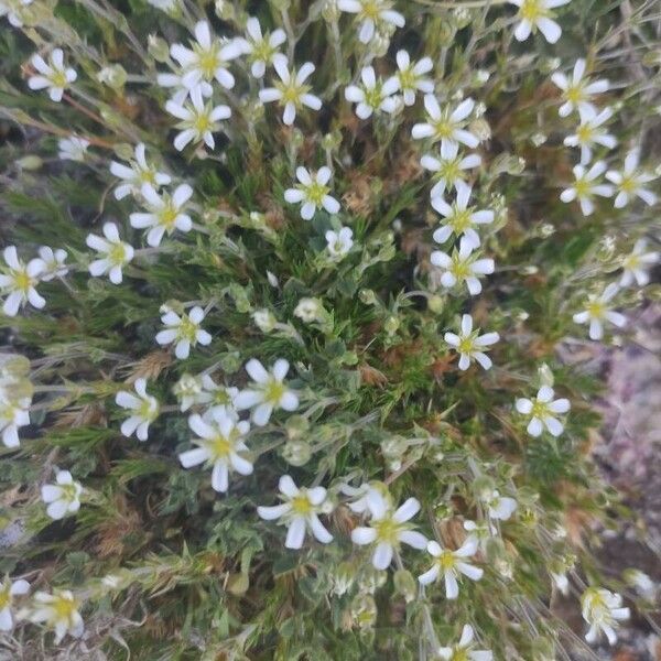 Arenaria grandiflora Kvet