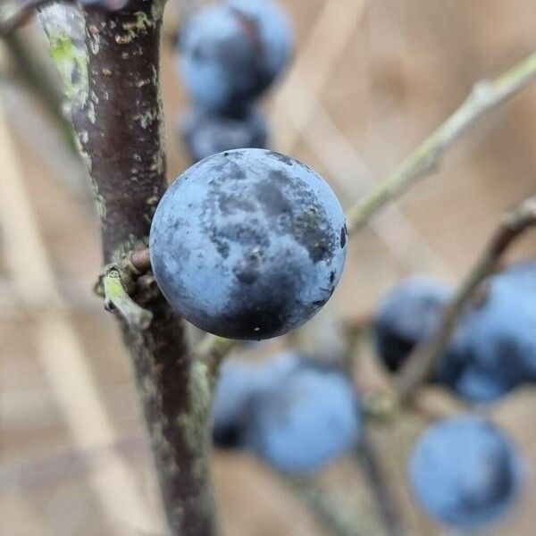 Prunus × fruticans Vaisius