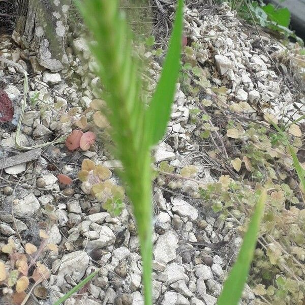 Hordeum pusillum 花