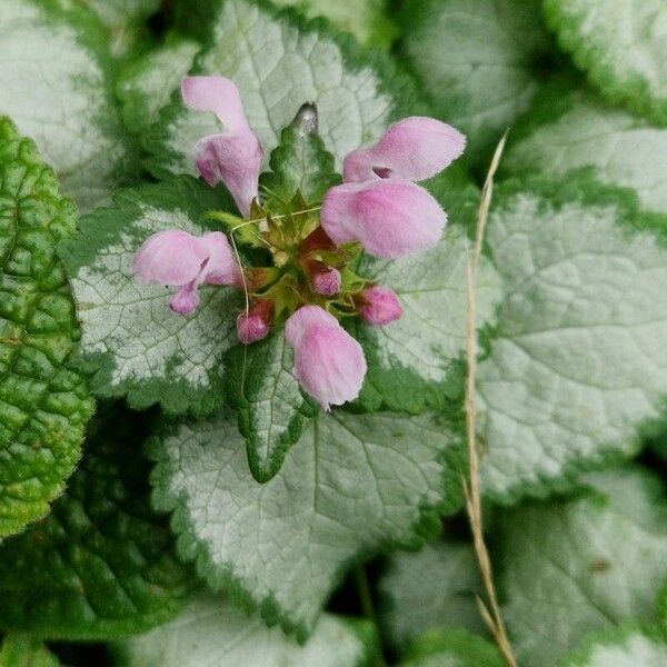 Lamium maculatum Habitat