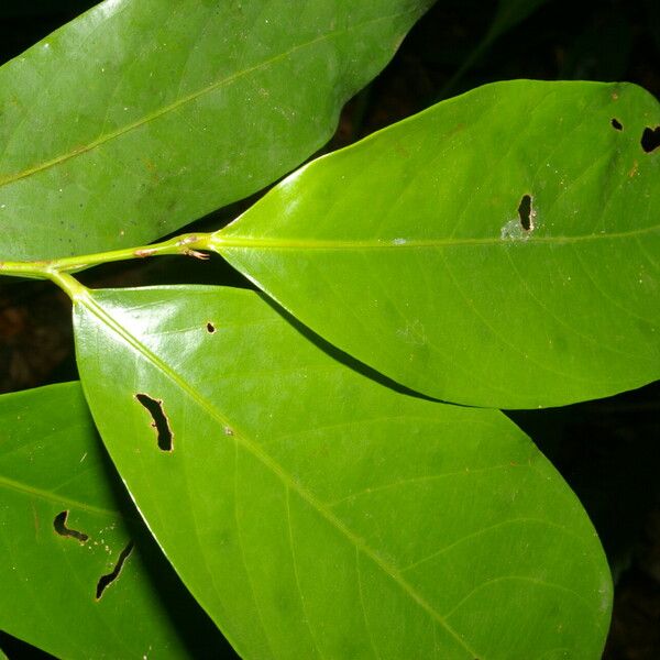 Hymenopus operculipetalus Blad