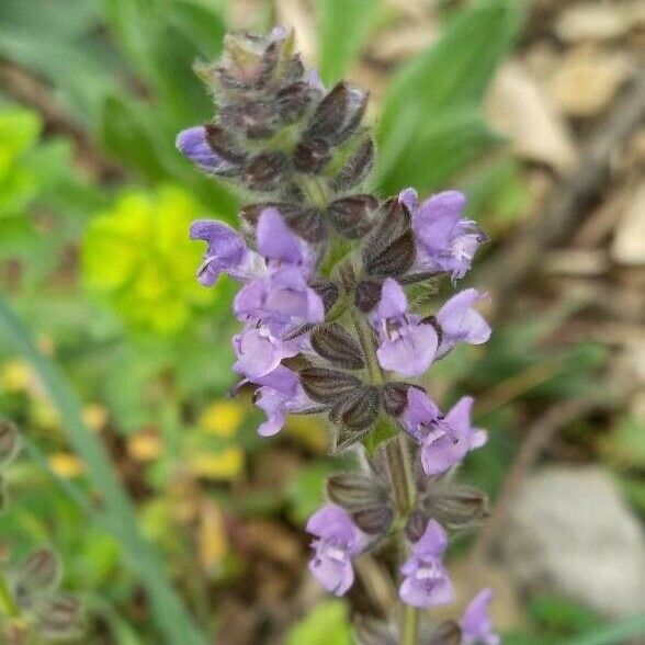 Salvia verbenaca Цветок