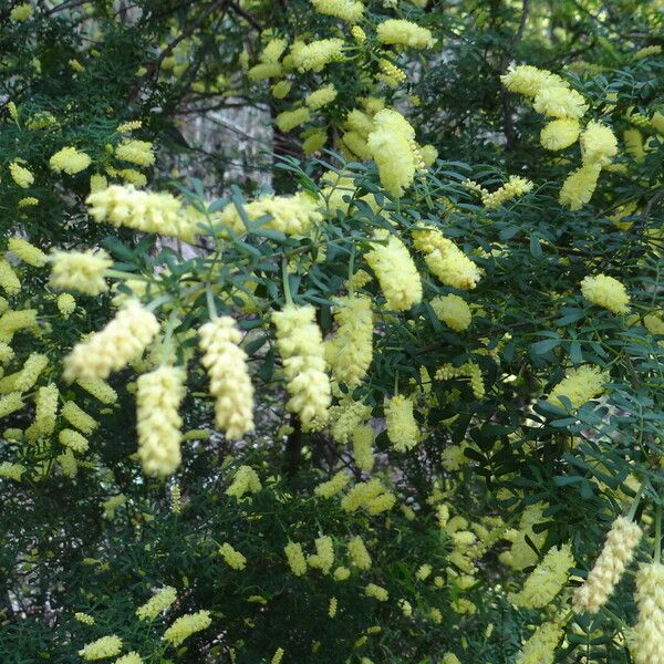 Acacia drummondii 花