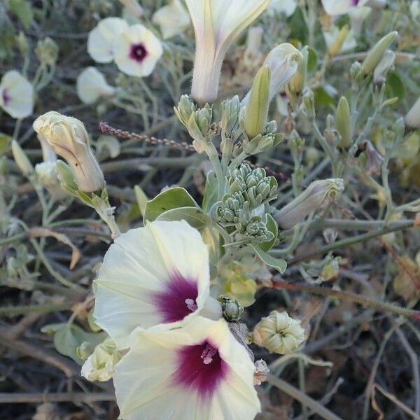 Ipomoea spathulata Virág