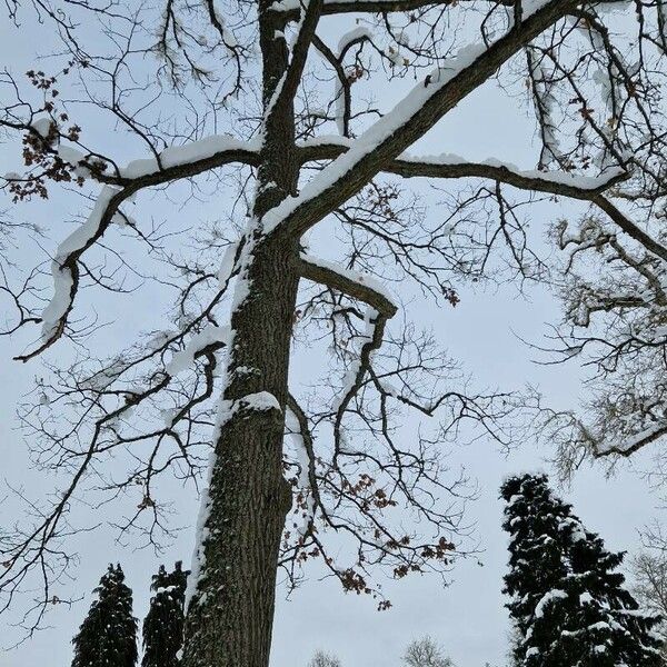 Quercus robur 整株植物