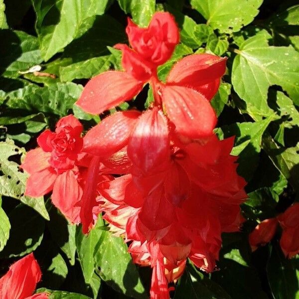 Salvia splendens Floare