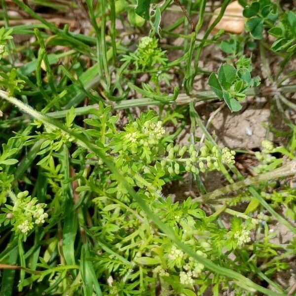 Lepidium didymum Pokrój