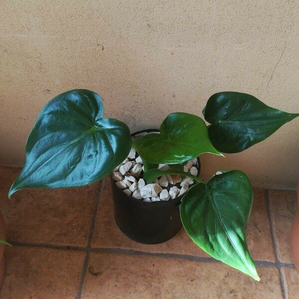 Alocasia cucullata Lehti