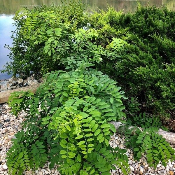 Robinia pseudoacacia Habit