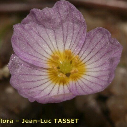 Baldellia repens Flower