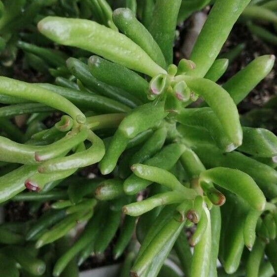 Crassula ovata Leaf