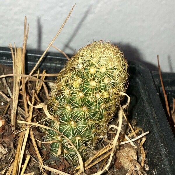 Mammillaria elongata Blad