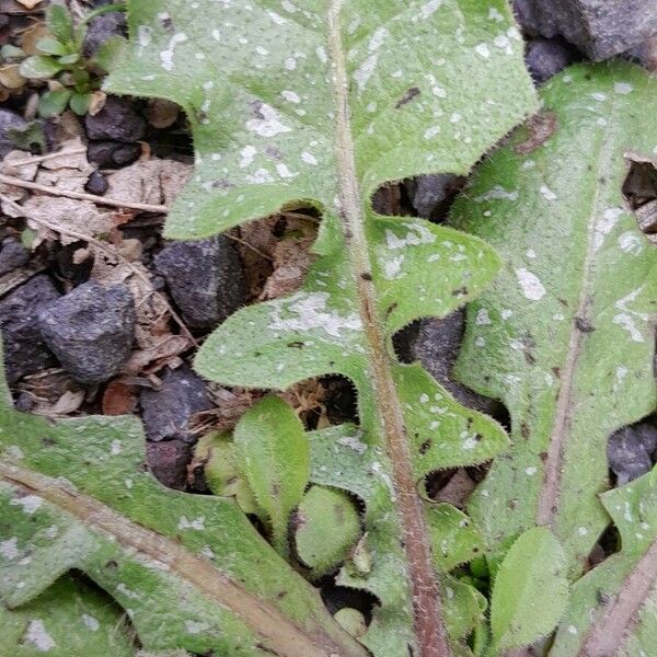 Crepis sancta पत्ता