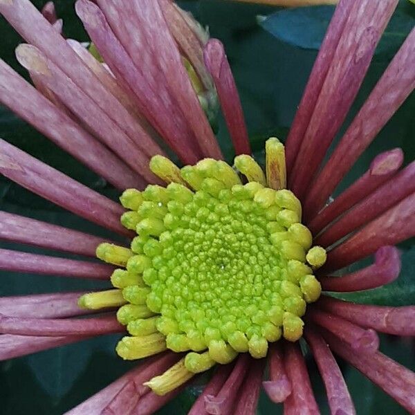 Chrysanthemum × morifolium Blüte