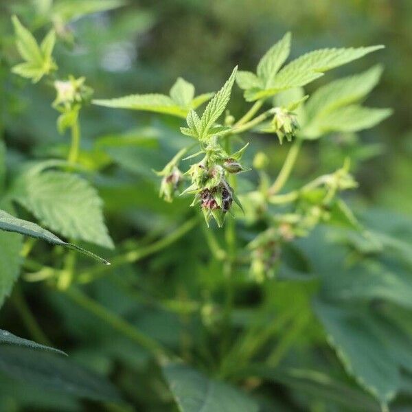 Humulus scandens Flor