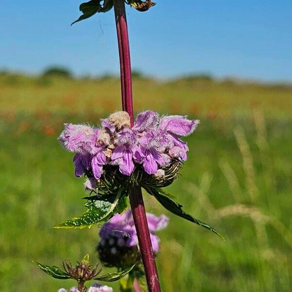 Phlomoides tuberosa Λουλούδι