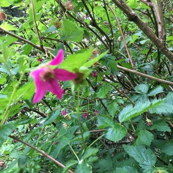 Rubus spectabilis Blüte