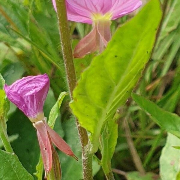 Oenothera rosea Hábito