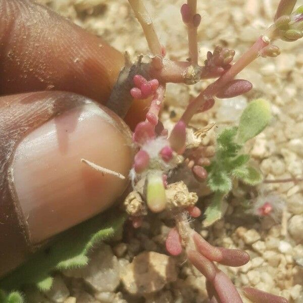 Portulaca foliosa Blad