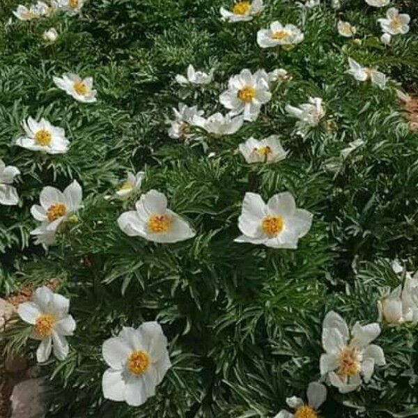Paeonia clusii