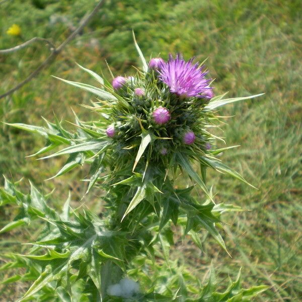 Carduus cephalanthus Květ