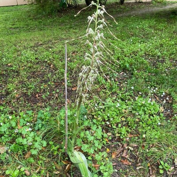 Himantoglossum hircinum Hábito