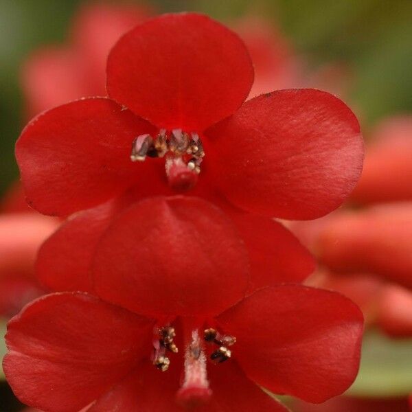 Rhododendron scabridibracteum 花