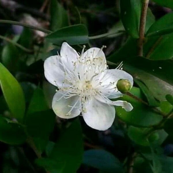 Myrtus communis Flor