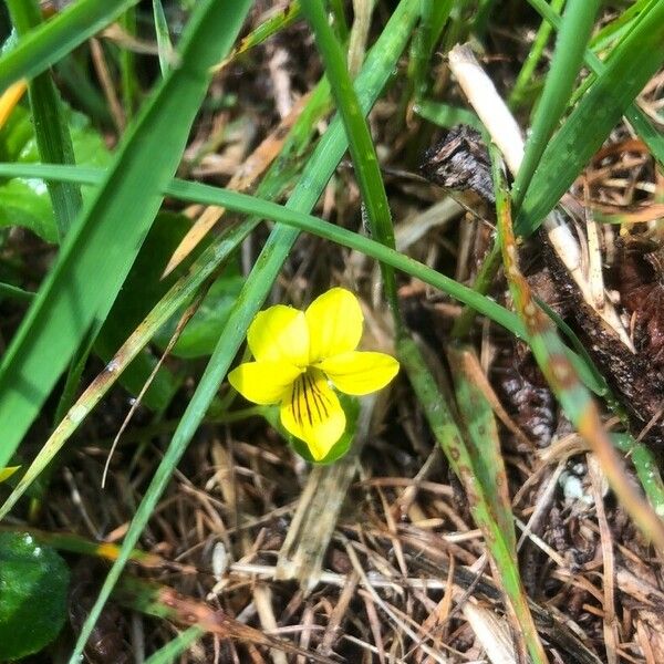 Viola biflora Flower