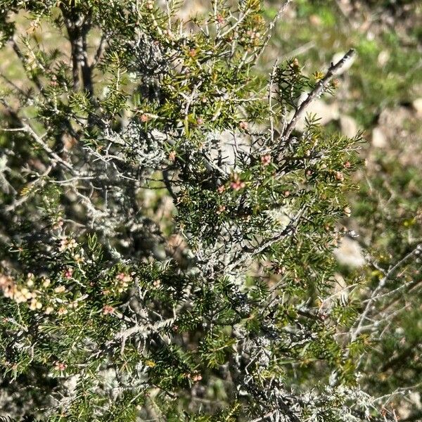 Erica arborea Foglia