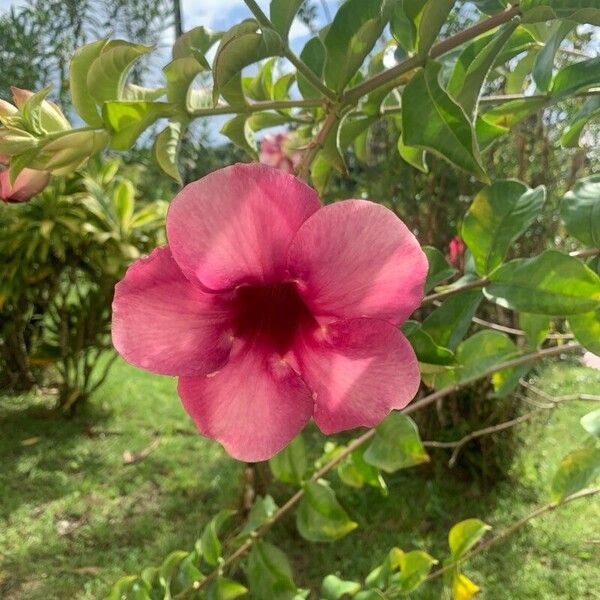 Allamanda blanchetii Flower