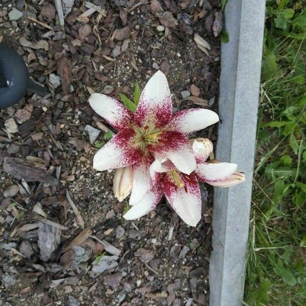 Lilium bulbiferum Flower