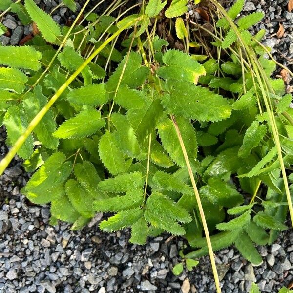 Sanguisorba canadensis Leaf