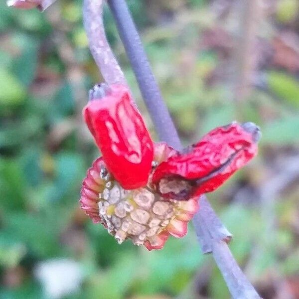 Cornus nuttallii Плід