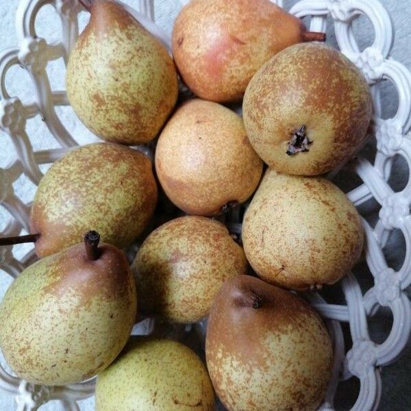 Pyrus communis Fruit