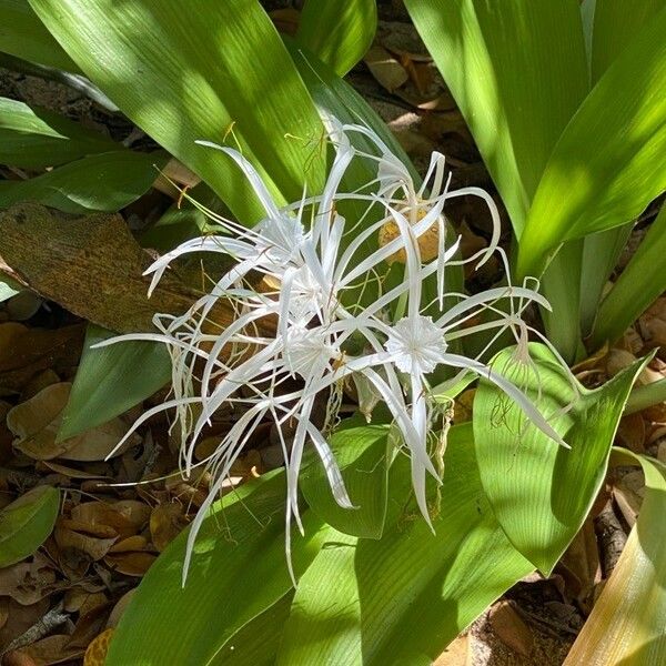 Hymenocallis caribaea പുഷ്പം