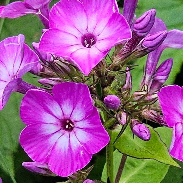 Phlox paniculata Fiore