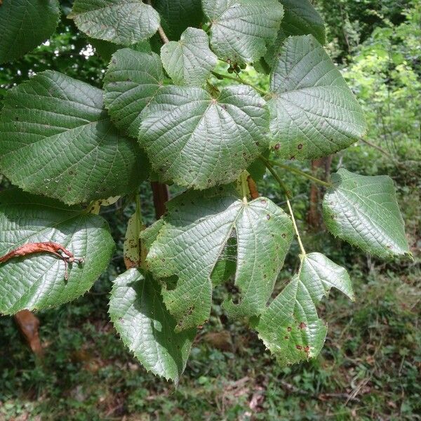 Tilia platyphyllos Frunză