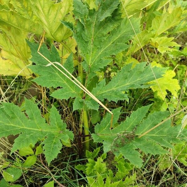 Heracleum mantegazzianum 葉