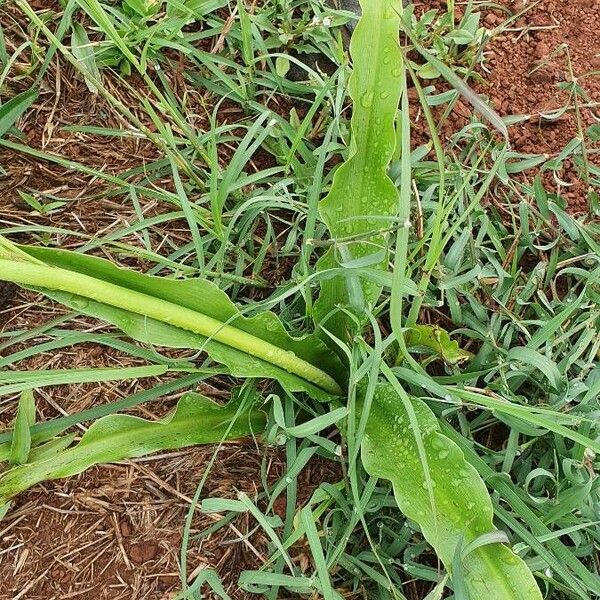 Chlorophytum gallabatense Leaf