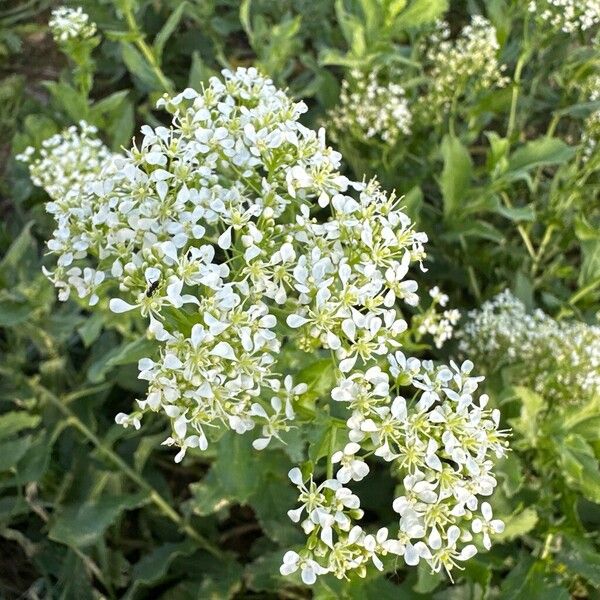 Lepidium draba 花