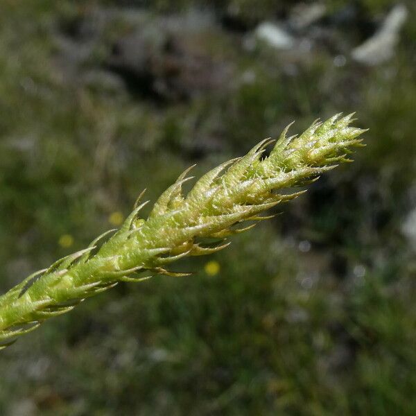 Selaginella selaginoides Flower