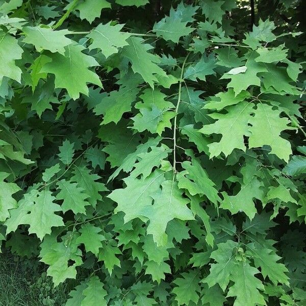 Quercus velutina Листок