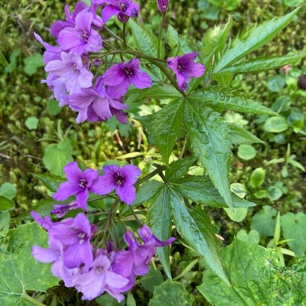 Cardamine pentaphyllos Fleur