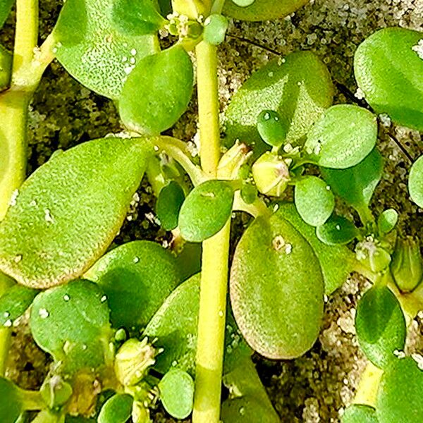 Sesuvium maritimum Deilen