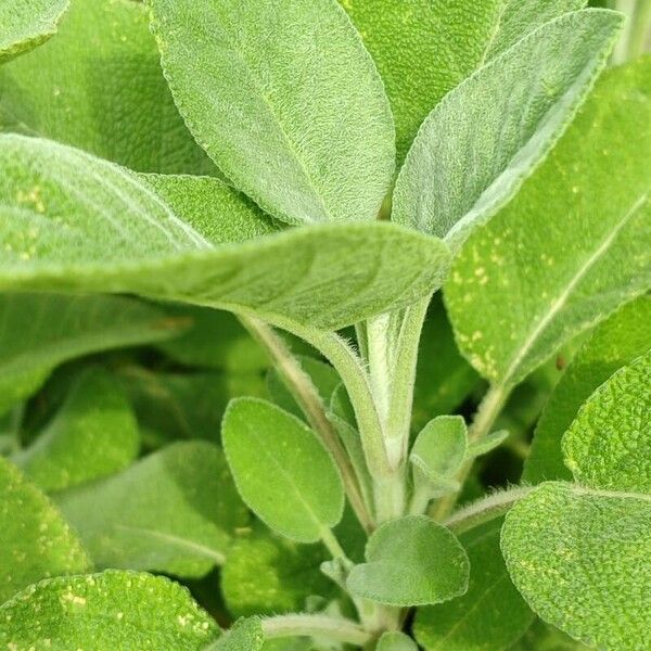 Salvia officinalis List