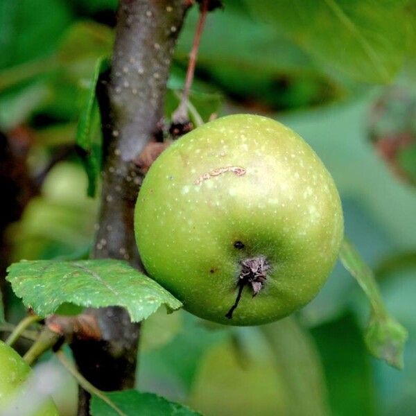 Malus domestica Gyümölcs