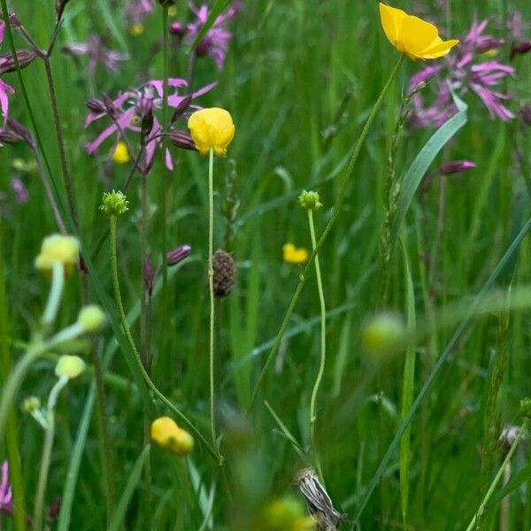 Ranunculus acris Fiore